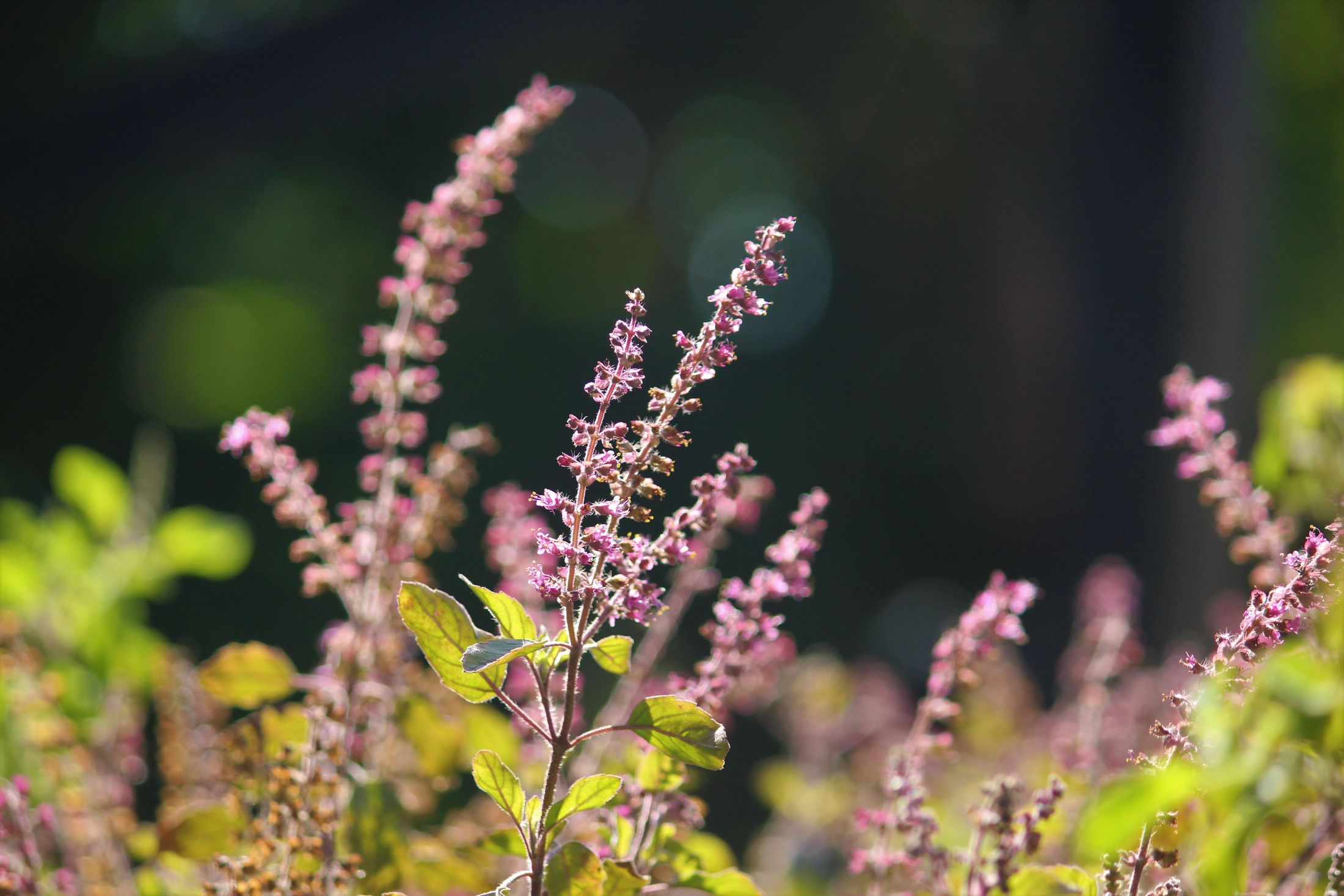 HOLY BASIL-TULSI-GROWING IN GARDEN-1
